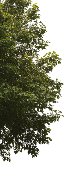 parallax-tree