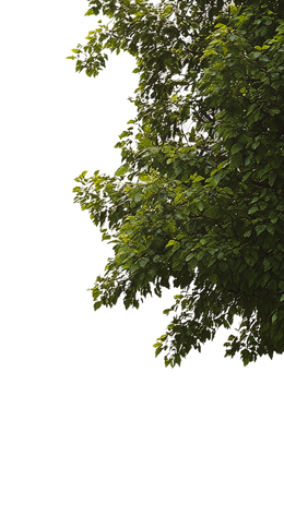 parallax-tree